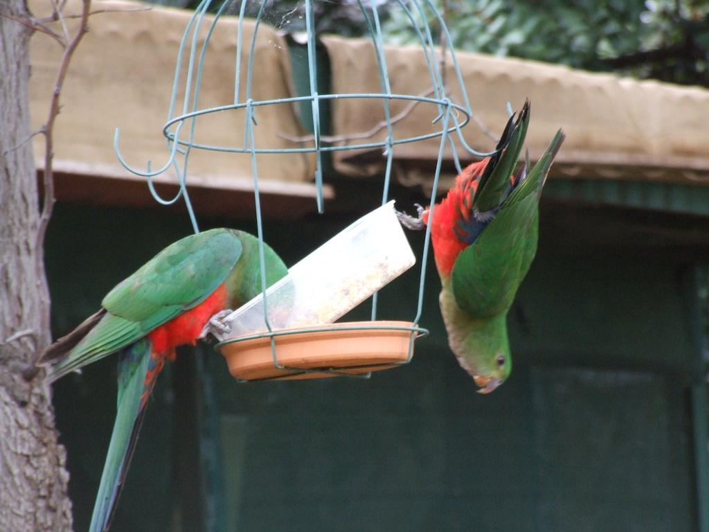 Bulwarra Bed & Breakfast Dubbo Luaran gambar